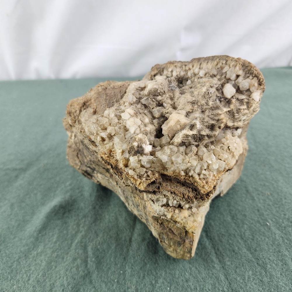 4 lb. 7 oz. Natural Petrified Wood Rough Specimen Fossil